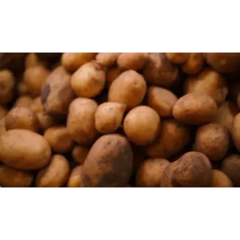 potato (25)-8461482-81877.webp